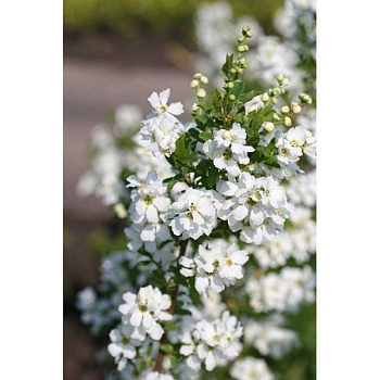 Экзохорда Крупноцветная Мэджикал Спрингтайм P9 шт