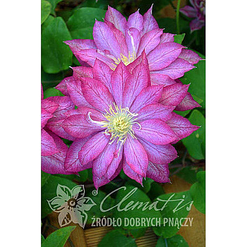 Клематис Асао P9 шт