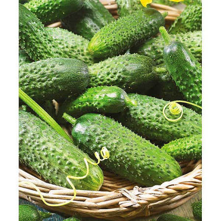 Огурец Мадрилене 250шт Маринда/Seminis