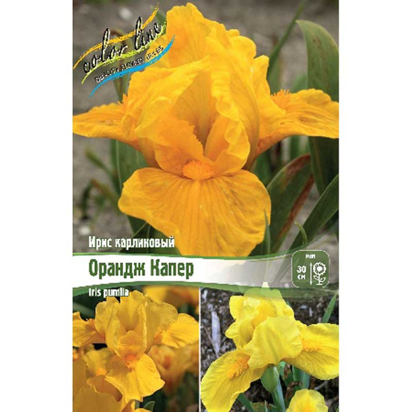 Ирис Карликовый Орандж Капер I 1 шт