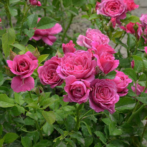 Роза Спрей Пинк Дайменшес Садовита