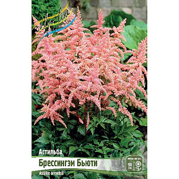 Астильба Брессингэм Бьюти 2/3 n 1 шт