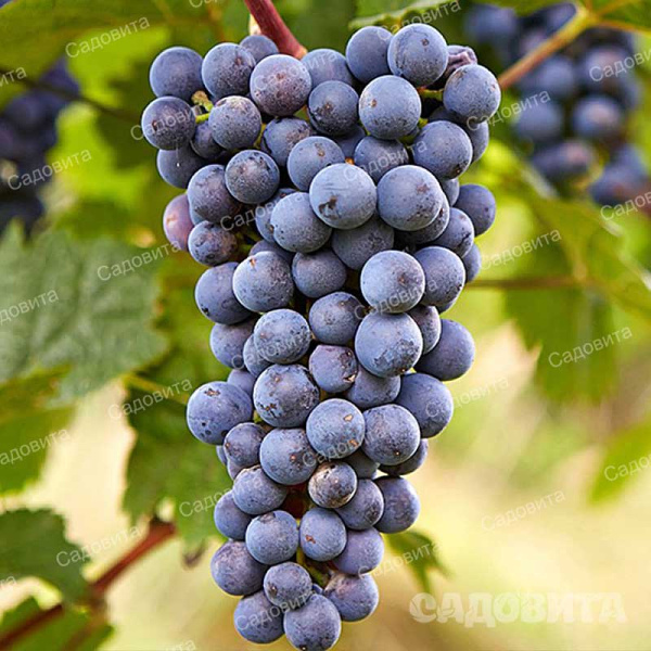 Виноград Зилга ранний Садовита