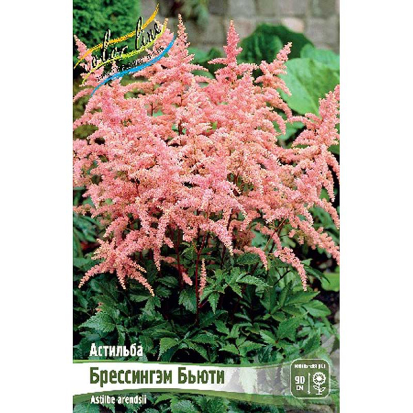 Астильба Брессингэм Бьюти 2/3 n 1 шт