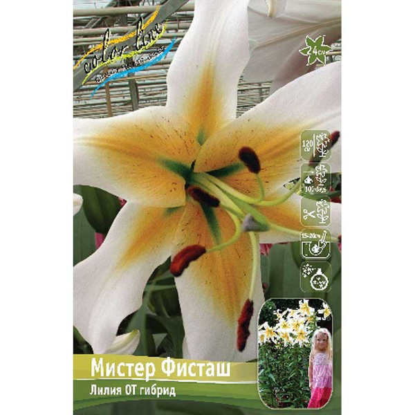 Лилия Мистер Фисташ 12/14 5 шт 