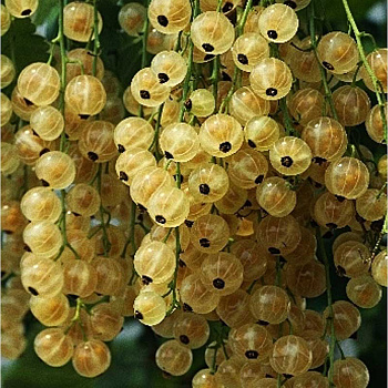 Смородина белая Вердавия P9