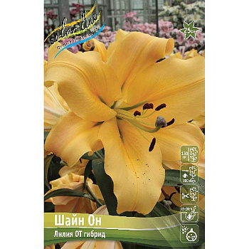 Лилия Шайн Он 14/16 5 шт