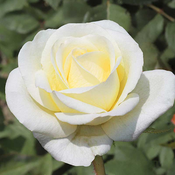 Роза чайно-гибридная Белый шоколад Садовита