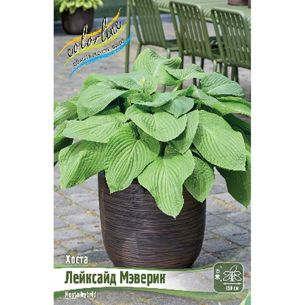 Хоста Лейксайд Мэверик 1 n 25 шт Биг-Пак 9365