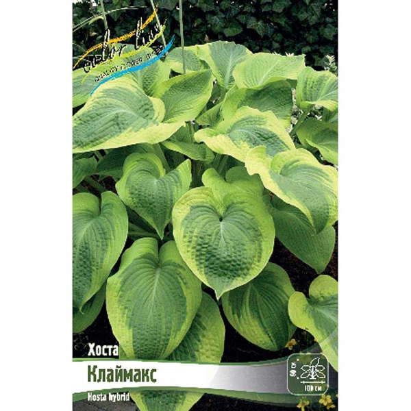 Хоста Клаймакс 1 n 1 шт