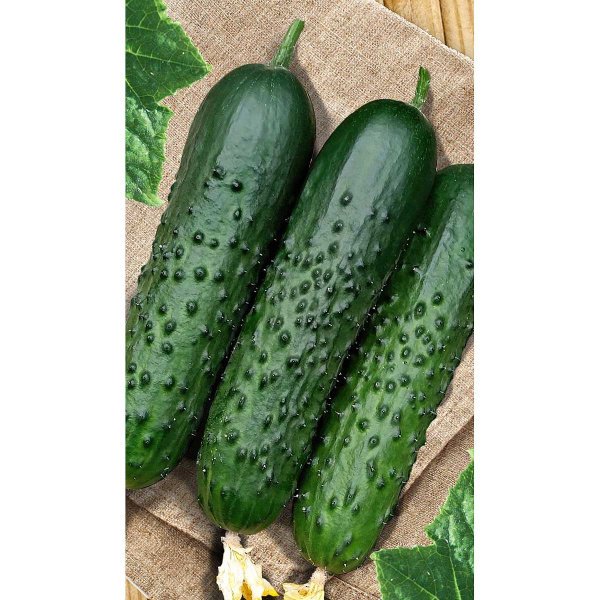 Огурец Муссон F1 5шт Sakata/Садовита Ц