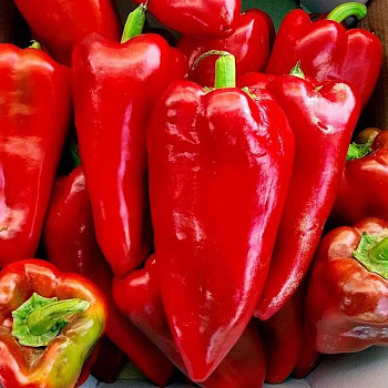 Перец Каптур Престиж Ц