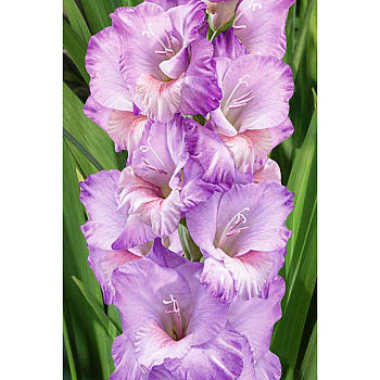 Гладиолус Флево Наутика 12/14 5 шт Садовита