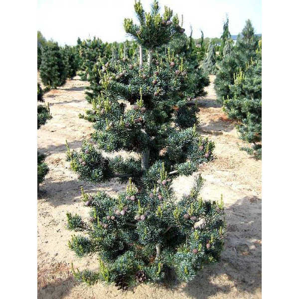 Сосна Мелкоцветковая Глаука C1.5