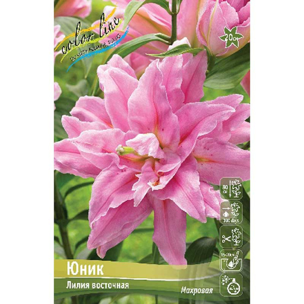 Лилия Юник 12/14 5 шт 