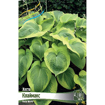 Хоста Клаймакс 1 n 25 шт Биг-пак 7901