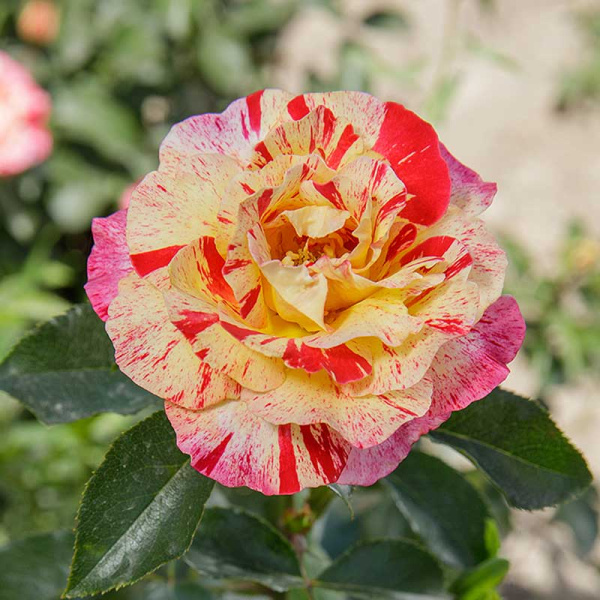 Роза флорибунда Камил Писсаро Садовита