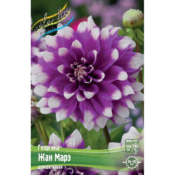 Георгина Жан Марэ I 15 шт Шоу-бокс 8971