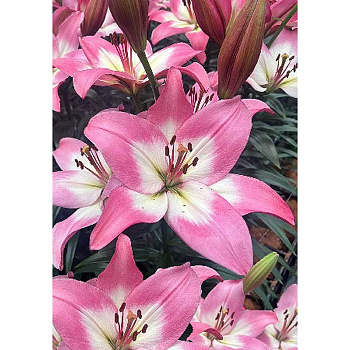 Лилия Пинк Глосси 12/14 2 Эконом шт 