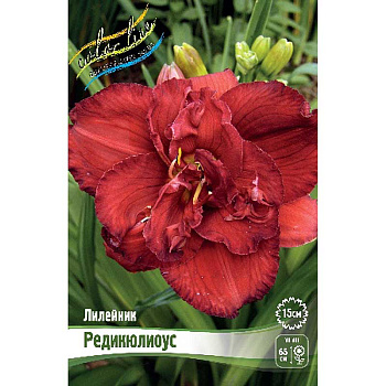 Лилейник Редикюлиоус I 1 шт 