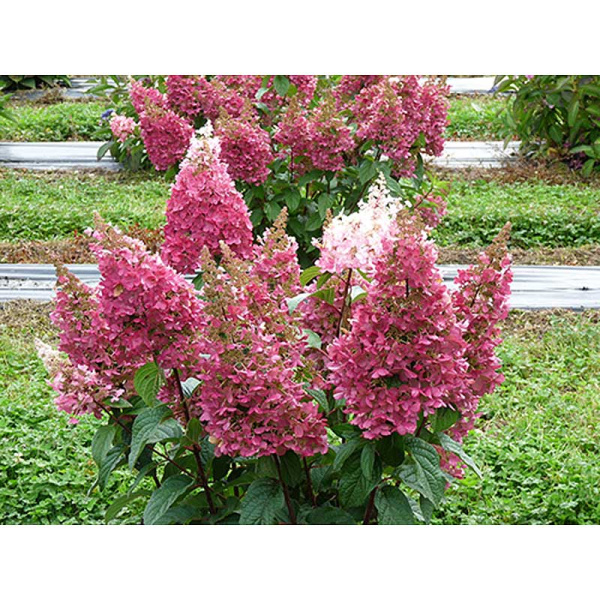 Гортензия Метельчатая Пинки Винки Р9 ,шт Садовита