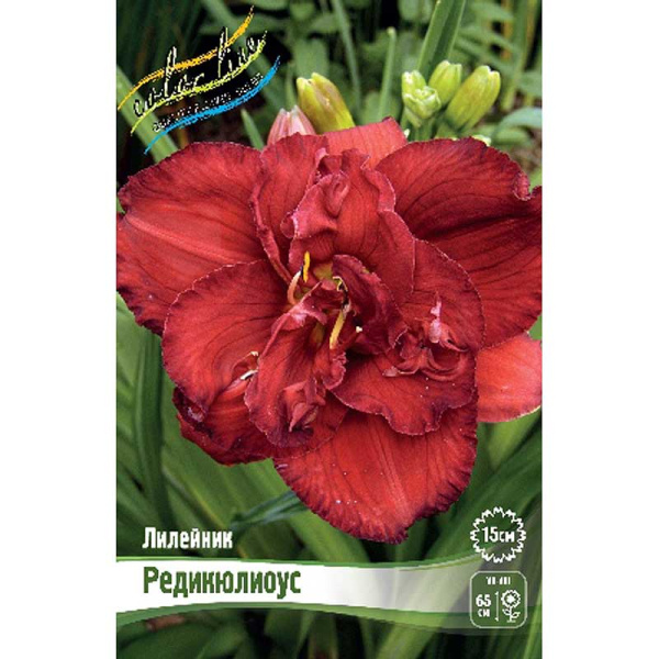 Лилейник Редикюлиоус I 1 шт 