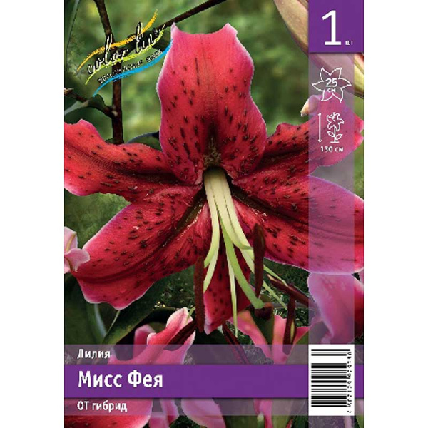 Лилия Мисс Фея 12/14 1 Эконом шт