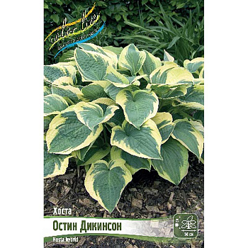 Хоста Остин Дикинсон 1 n 1 шт 