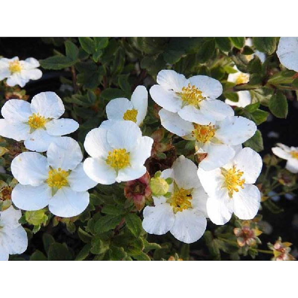 Лапчатка Кустарниковая Манчу P9