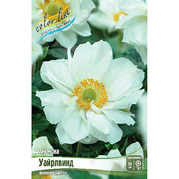 8292 Биг-Пак Анемона Уайрлвинд I 25 шт