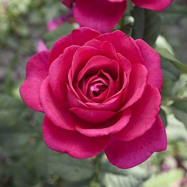 Роза чайно-гибридная Иоганн Вольфганг фон Гете Садовита