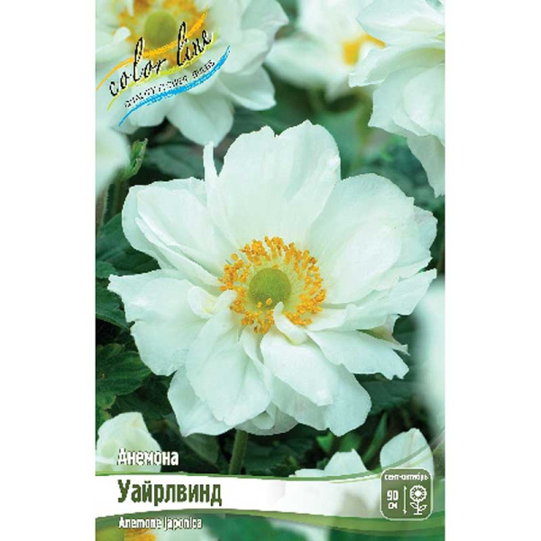 8292 Биг-Пак Анемона Уайрлвинд I 25 шт