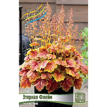 Гейхера Этернал Флейм I 1 шт