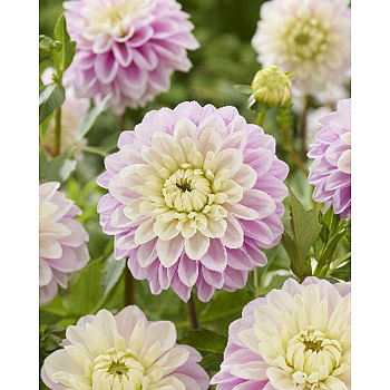 3826 Шоу-Бокс Георгина Свит Лусиль I 15 шт