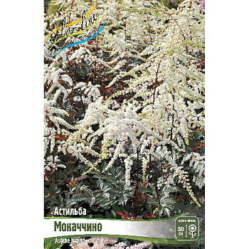Астильба Мокаччино 2/3 n 25 шт Биг-пак 16332