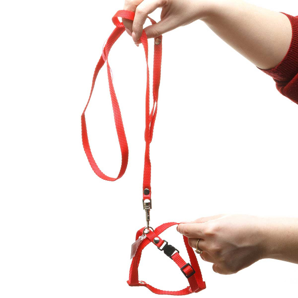 Шлейка+поводок капрон для кошек и щенков ширина 10 мм