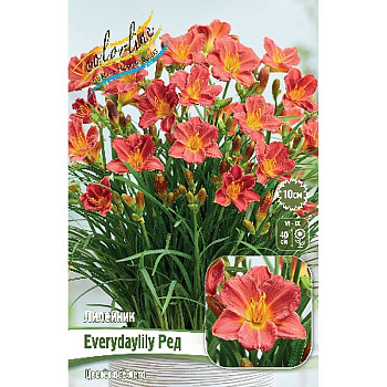 Лилейник Everydaylily Ред I 1 шт