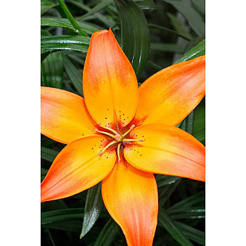 Лилия Мандарин Стар 12/14 5 шт Садовита