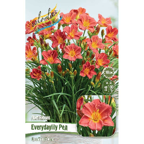 Лилейник Everydaylily Ред I 1 шт