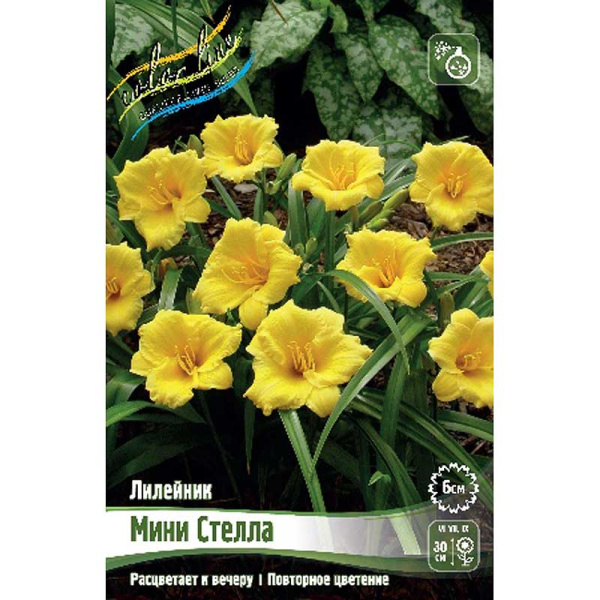 Лилейник Мини Стелла I 1 шт 