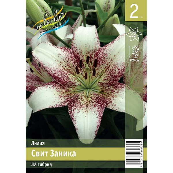 Лилия Свит Заника 12/14 2 Эконом шт 
