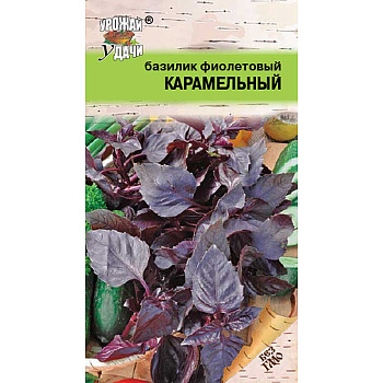 Базилик Карамельный Фиолетовый Урожай у дачи Ц
