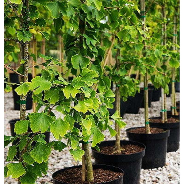 Гинкго Билоба Видовая Норма P12