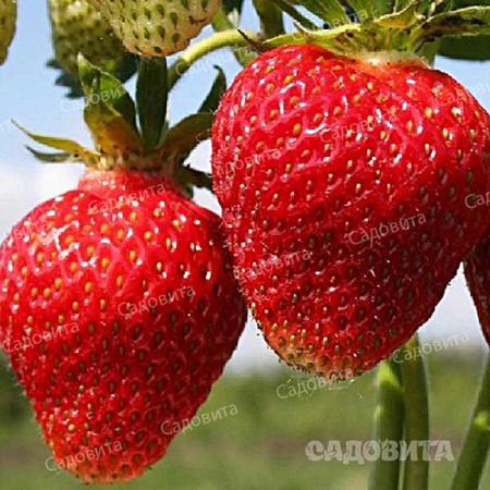 Земляника садовая Фестивальная ромашка (цена за 40 шт) 