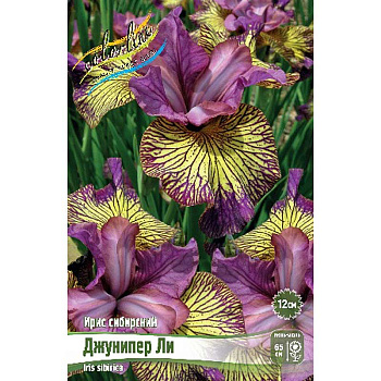 Ирис Сибирский Джунипер Ли I 25 шт Биг-Пак 9282 