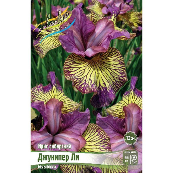 Ирис Сибирский Джунипер Ли I 25 шт Биг-Пак 9282 
