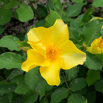 Роза Шраб Эйфория Садовита