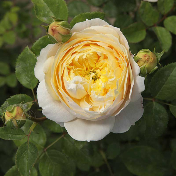 Роза плетистая Клэр Остин Садовита