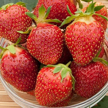 Земляника садовая Царица (цена за 40 шт) ОСП