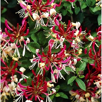 Жимолость Вьющаяся Серотина P9 30-40